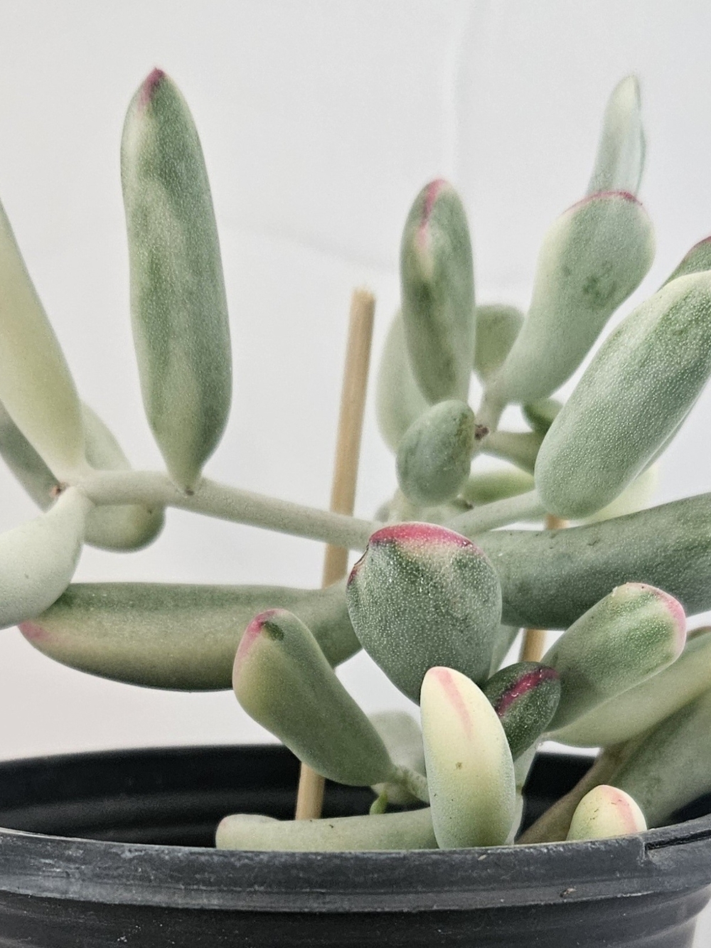 Cotiledon Orviculata Variegated Succulent with Pink Tips - Potted